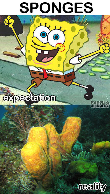 Expectations And Reality - When Your Bored